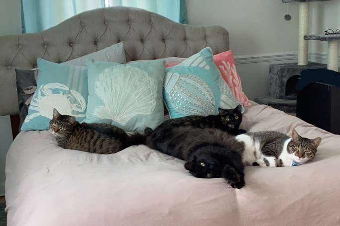 Four cats lying on a bed