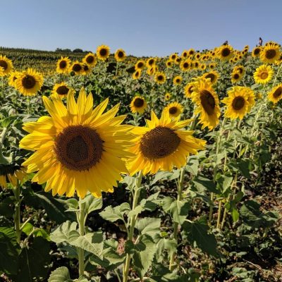 The Beaver Dam Sunflower Festival. A bit of a drive but definitely worth the trip!